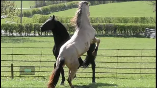 Friesian Horse Apollo has a Challenging Time 😄🌧💨☔️