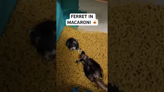 FERRET IN MACARONI