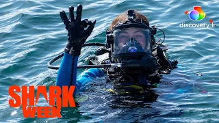 14 Great White Breaches in One Day?!  | Shark Week | discovery+