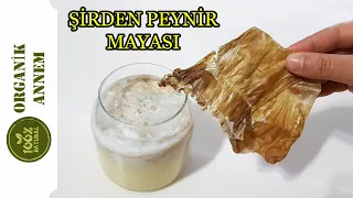 ŞİRDEN PEYNİR MAYASI TARİFİ 🧀 EN DOĞAL PEYNİR MAYASI TARİFİ 🐐 BU TARİF HİÇBİR YERDE YOK!!