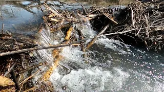 “BEAVER’S FURY UNLEASHED” Beaver Dam Removal Gets Ugly !