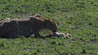 Masai Mara, Kenya: Cheetah eating Thomson Gazelle ALIVE and seeking a place to rest after