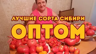 Семена томатов оптом! Лучшие сорта Сибири