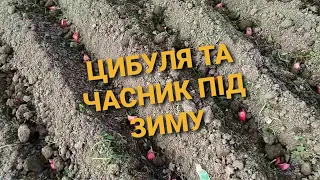 САДИМ ЦИБУЛЮ та ЧАСНИКУ НА ЗИМУ/ОБРОБКА ПЕРЕД ПОСАДКОЮ/ПЕРЕВІРЕНІ СОРТИ ЗИМОВОЇ ЦИБУЛІ