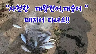 대낮에 잔잔한파도에 사천항 고기때 풍련이네요.~~ #  대전어,대숭어 #cast net fishing