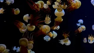 Soothing Ambient Music 12HRS with Slowmotion Edible💨Jellyfish. ゆったりしたビゼンクラゲの泳ぎとアンビエントサウンドで気分が落着く