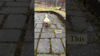 Quack quack waddle waddle 🦆 #PrettyGirlsWalkLikeThis #Waddle #Quack #Ducks #Farm #PetShorts