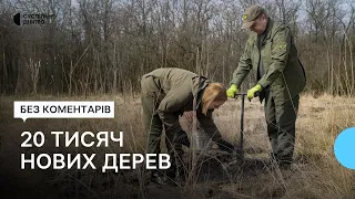 Новий ліс на Дніпропетровщині: екоактивісти та волонтери висаджують дуби, клени та сосни