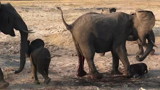 Live elephant birth