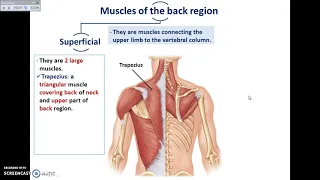 Overview of UL (3) - The Back - Dr. Ahmed Farid