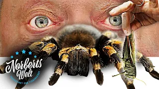 ROTKNIEVOGELSPINNE! Wir ESSEN Insekten! Wie schmeckts? | NORBERTS WELT | Zoo Zajac