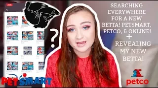 SEARCHING EVERYWHERE FOR A NEW BETTA! & REVEALING MY NEW BETTA FISH!! | ItsAnnaLouise