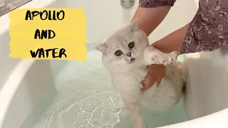British shorthair cat Apollo taking a bath