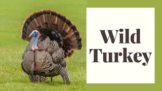 All About Wild Turkeys