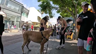 Cash 2.0 Great Dane at The Grove and Farmers Market in Los Angeles 67