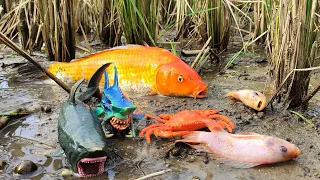 Finding Real Big Koi fish, Real Catfish, Sea fish, Frog, Crab, Goldfish - Part260