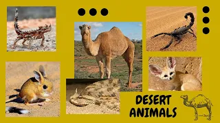 Desert Animals/Animal videos: camel, fennec fox, scorpion, moloch, jerboa, horned viper