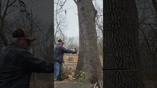 a giant red oak ( 120 fter )  in the yard that had to go 12-30-23