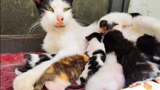 Incredibly cute 8 newborn kittens waiting for their mother to breastfeeding them