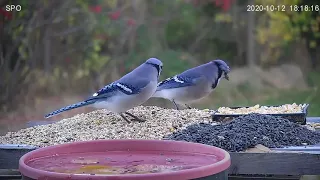 Blue Jay Calling - Food Call