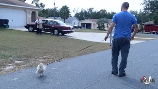 Walking My Pet Chicken On A Leash 🐔 🐓 😂