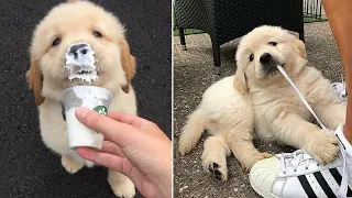 Funny and Cute Golden Retriever Puppy Videos That Will Change Your Mood For Good - Most Cute Puppies