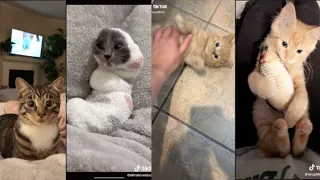 WHOLESOME CAT TIKTOK COMPILATION | TIKTOK COMPILATION 2020