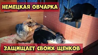 РЕАКЦИЯ ПАПЫ НА 8 ЩЕНКОВ. МАТЬ ЗАЩИЩАЕТ ЩЕНКОВ