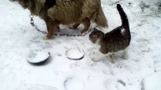 Кот и собака друзья навеки. Кот дружит из собакой