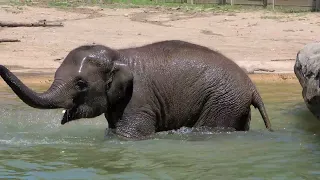 Baby Elephant Bathing at Columbus Zoo July 2023