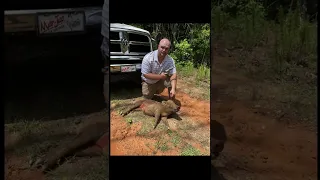 Georgia Handgun Hog Hunt