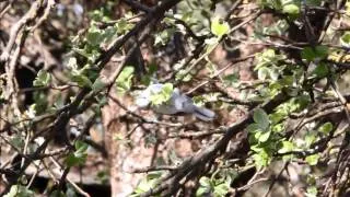 Azure Tit (Cyanistes cyanus) in Belarus