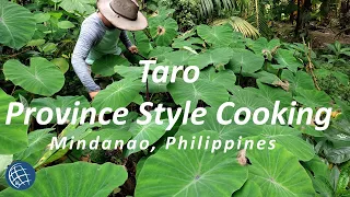 Ginataang Gabi (Taro) - Harvesting - cooking - eating