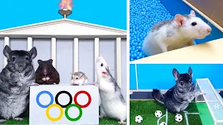 FIRST ANIMAL OLYMPICS - HAMSTERS🐹 vs RAT🐀 vs CHINCHILLA🐭