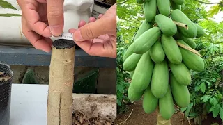 How to Graft Papaya  - Papaya Grafting Techniques