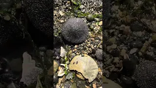 Sand Dollars at the Purdy Sand Spit in Gig Harbor Wa