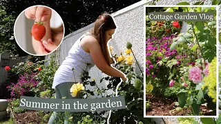 Strawberries, weeding, dead heading, Summer maintenance in the cottage garden