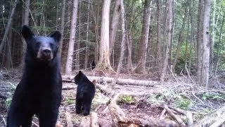 Bear Baiting 2013 -  Part 3