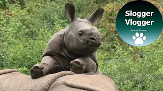 Adorable Baby Rhino Wants To Play With Resting Mother