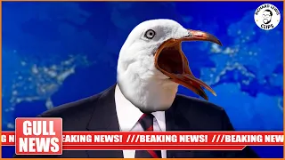 GULL NEWS