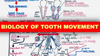 The Biology Of Tooth Movement: Part 2 | Orthodontics