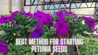 Get Ready for Spring: Mastering Starting Petunia Seeds