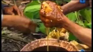 Как "откачивают" мед от диких пчел (Непал)