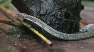 Zookeepers passionate about snakes. Really