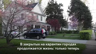 Во время пандемии птицы ведут себя необычно