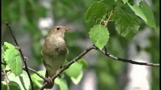 Лисогірський форт. Фільм 2 / Лысогорский форт. Фильм 2