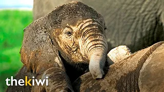 Baby elephant cries because his mother rejects him