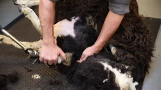 Shearing an Icelandic Sheep