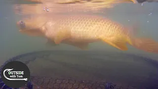 Carp Fishing Takes No Skill (Wild Carp Fishing)