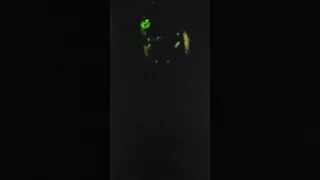 BIGFOOT OR DOGMAN HOWLING WITH WOLVES POLICE CALLED